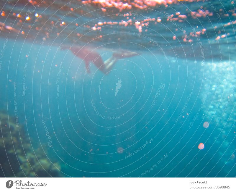 schwimmen im Meer Unterwasseraufnahme Schnorcheln Schnorchler Wassersport Pazifik Great Barrier Reef Schwimmen & Baden tauchen Wärme blau Stimmung erleben