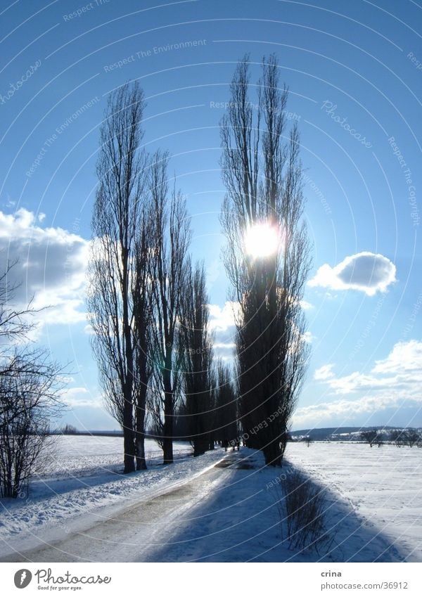 Sonntagsspaziergang2 Baum Allee Gegenlicht Wolken weiß Schnee Sonne Himmel blau