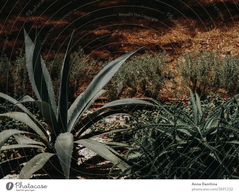 OLYMPUS-DIGITALKAMERA Flora geblümt Israel Aloe Foto Fotografie