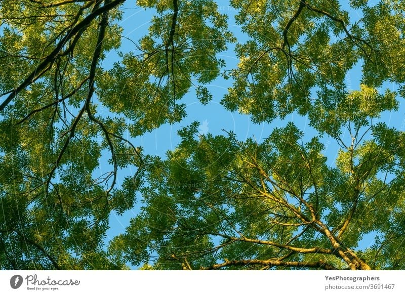Ansicht der Bäume nach oben. Grünes Baumlaub vor blauem Himmel. Bäume von unten nach oben in den Wald hinein Frühling abstrakt Hintergrund Gesäß Ast hell