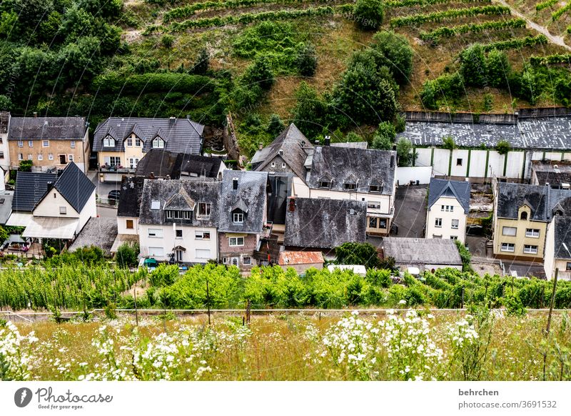 architektur und natur | leben im wein Dorf Stadt Hunsrück Moseltal Weinbau Rheinland-Pfalz Mosel (Weinbaugebiet) Sonnenlicht Ruhe Idylle Fluss Weinstock