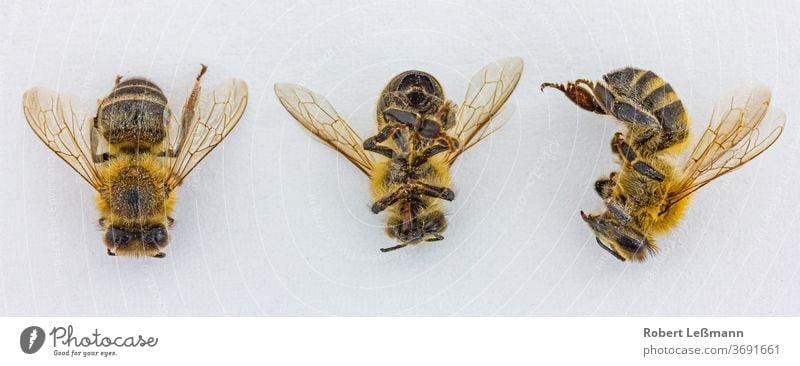 tote Biene vor weißem Hintergrund Imker Bienenzucht Nahaufnahme Textfreiraum Kopierraum-Schädling ausschneiden gefährlich Verstorbener die gestorben Ökologie