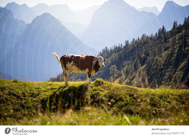 Portrait einer Kuh am Achensee Landwirtschaft Rind Wald Natur Naturschutzgebiet anstrengen Umwelt Mut Beginn Berge u. Gebirge wandern Farbfoto