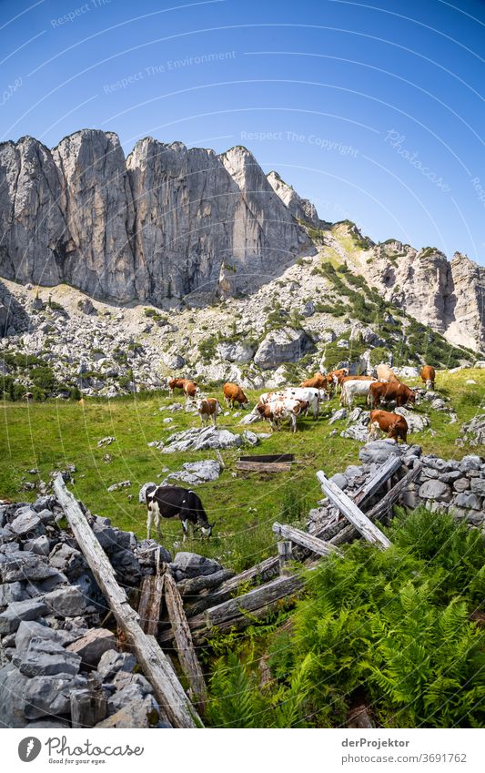 Kuhherde in Ruinen am Achensee Landwirtschaft Rind Wald Natur Naturschutzgebiet anstrengen Umwelt Mut Beginn Berge u. Gebirge wandern Farbfoto