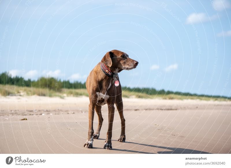 Hund schaut in die Ferne Strand Meer Himmel hellblau sonnig Sommer Küste Sand Natur Ferien & Urlaub & Reisen Außenaufnahme Landschaft Tourismus Tag Wolken Sonne
