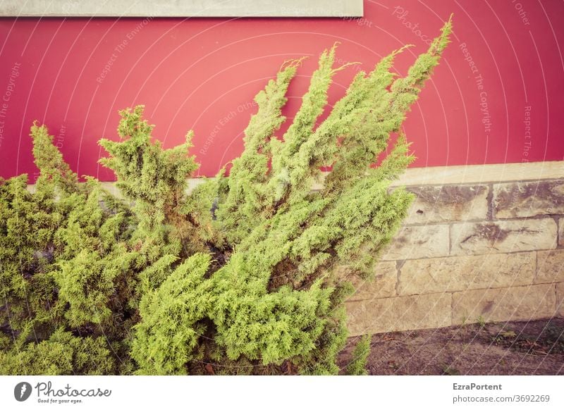 Weihnachtsbaum (Rohzustand) Busch Natur Pflanze grün Fassade Haus rot Wand Linie anders Mauer Strukturen & Formen
