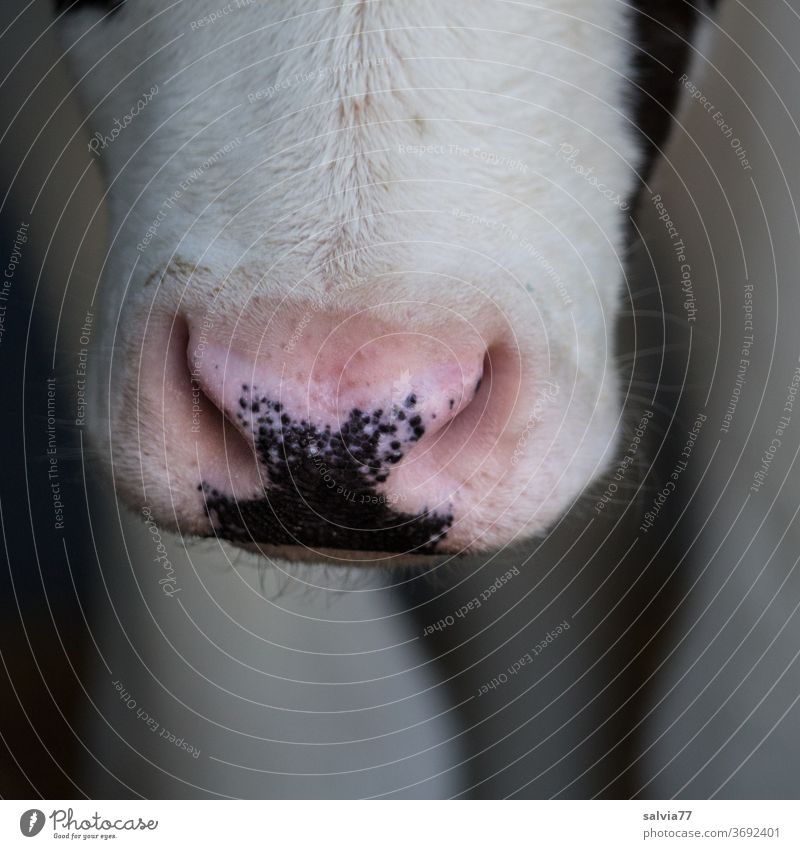 Gibt's was zu nuckeln? Kalb Kälbchen Kopf Nase Tier Rind Landwirtschaft Nutztier Tierjunges Nahaufnahme Detailaufnahme Fell Maul
