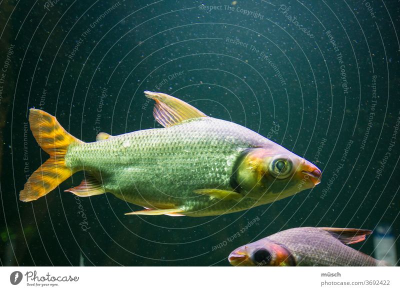 grüner Fisch rot gelb violett Wasser Tiefsee Meer Fauna Licht Augen Kreis Aquarium Teich Vogel zwei blau schwimmen tauchen Kiemen Atmung Gefahr Nahrung Bibel