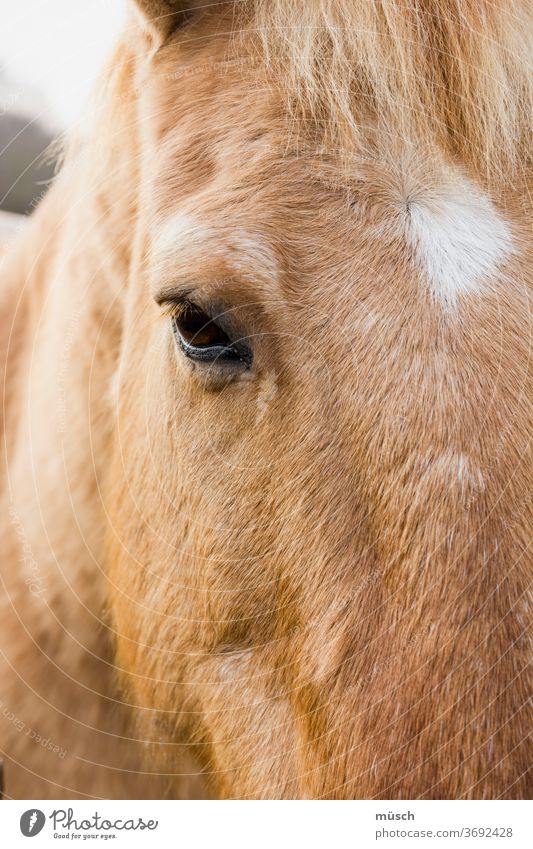 Pferdeblick braun weiß Blesse Auge Nüster individuell Identifizierung Form Symmetrie Hauspferd Wildpferd Horoskop Wappen Tier Säugetier reiten Fuhrwerk
