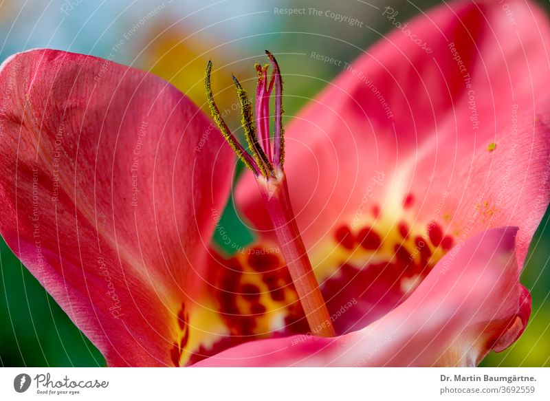 Rote Moraea-Sorte aus Südafrika Moräa rot Stamm Kulturvarietät auffällig Blume Schwertlilie Pflanze Gartenpflanze Kap-Tulpe irisähnlich