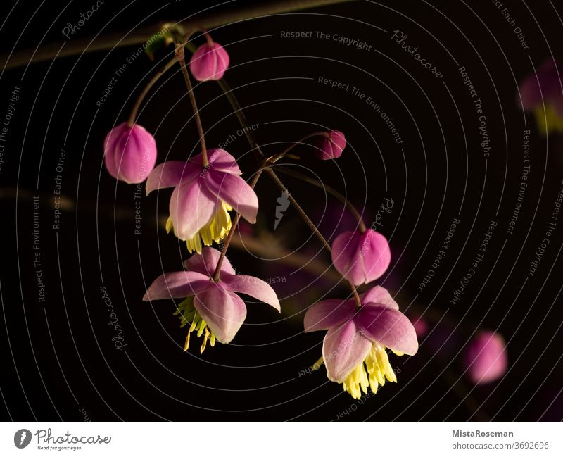 zart-rosa Blüte der Chinesischen Wiesenraute Blume Pflanze Staubgefäße makro pink Garten balkon