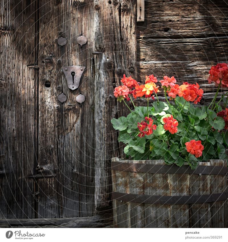 AST6 Inntal | urtyp Natur Pflanze Blume Dorf Hütte Fassade Holz Zeichen authentisch dunkel historisch natürlich reich retro saftig stark braun rot schwarz