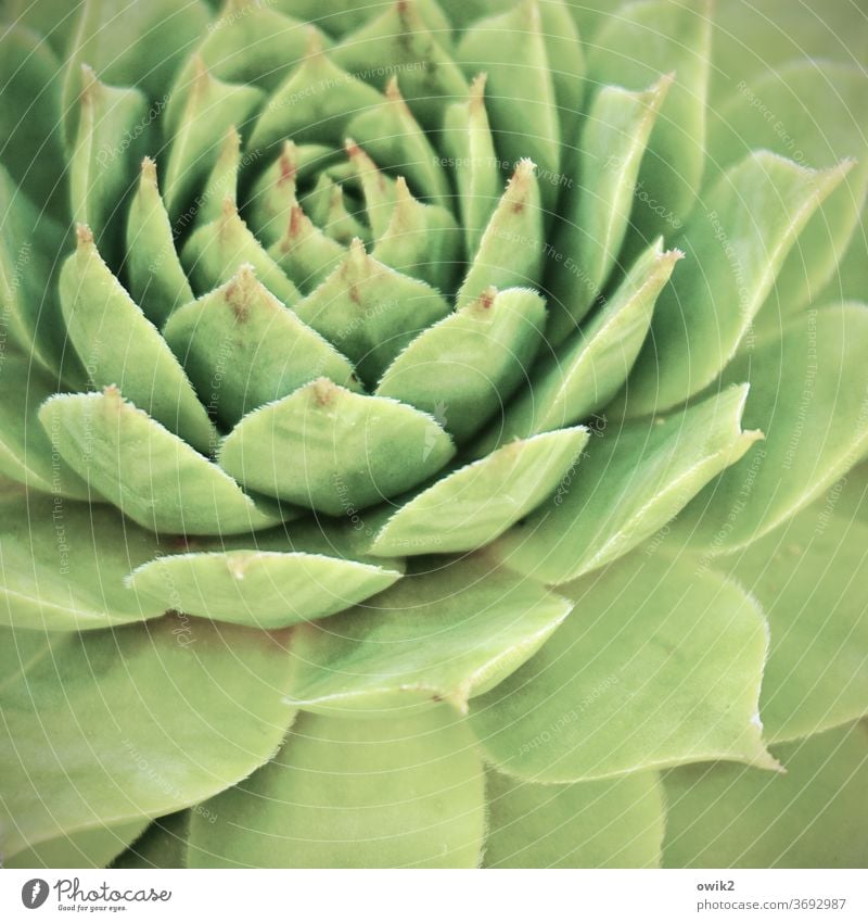 Symmetrische Sukkulente Pflanze Sukkulenten Farbfoto Nahaufnahme Detailaufnahme Menschenleer Topfpflanze natürlich bizarr stachelig Stachel Makroaufnahme