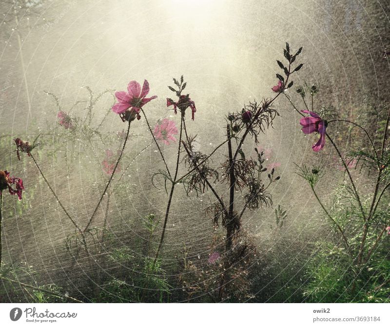 Abkühlung Garten Wasser Wassertropfen Dusche Pflanze feucht nass Regen gießen Frühling Nahaufnahme Lichterscheinung Wachstum geheimnisvoll Außenaufnahme