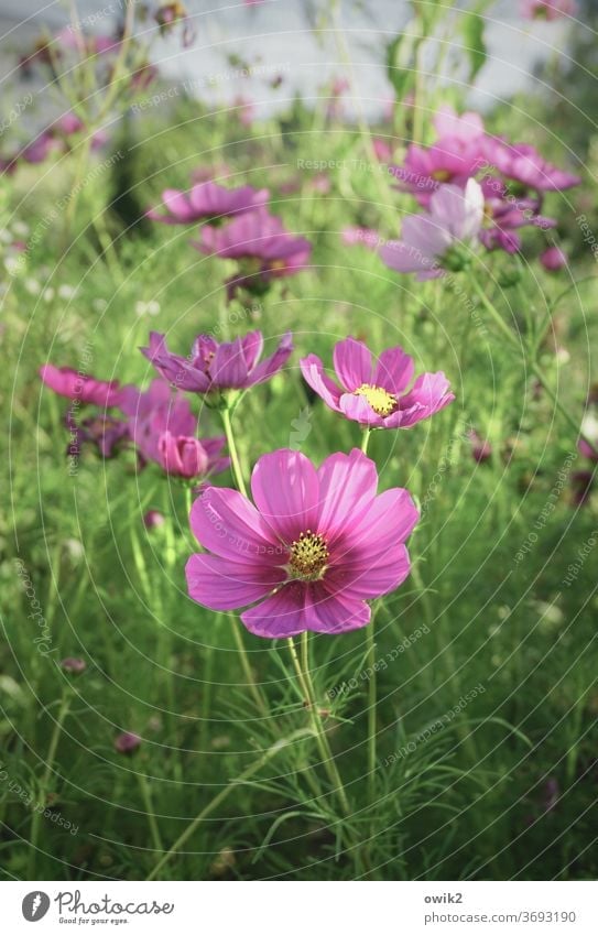 Das Übliche Cosmea Blüten Menschenleer Sonnenlicht schön Lebensfreude Farbfoto Außenaufnahme Optimismus Wachstum Blühend Garten Umwelt Natur Pflanze