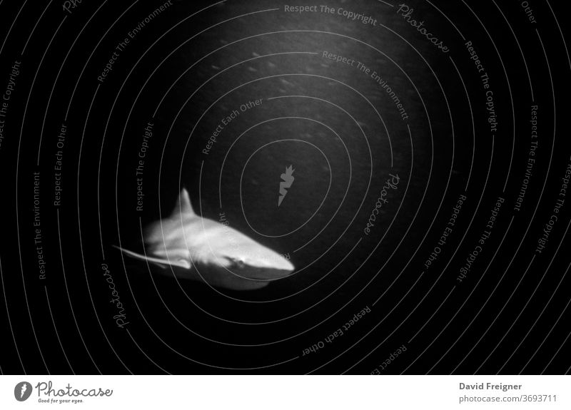 Hai taucht aus der Dunkelheit auf. Auf 35mm Film fotografiert. unter Wasser tauchen Meer Gefahr Angst Jäger jagen Schwarzweißfoto Monochrom Unschärfe