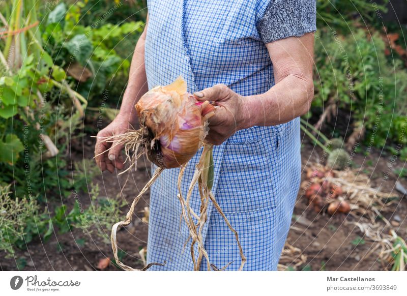 Frau mit einer frisch gepflückten Zwiebel. Landwirtschaftliches Konzept. Gemüse Ernte Garten Zutaten Ackerbau Person zeigen Zwiebelernte dreckig Lebensmittel