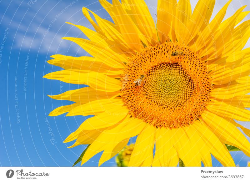 Schöne Sonnenblume am Himmel im Hintergrund Blume Natur Pflanze schön Flora Blütenblatt Blütezeit gelb horizontal Tag Licht hell farbenfroh Sommer im Freien