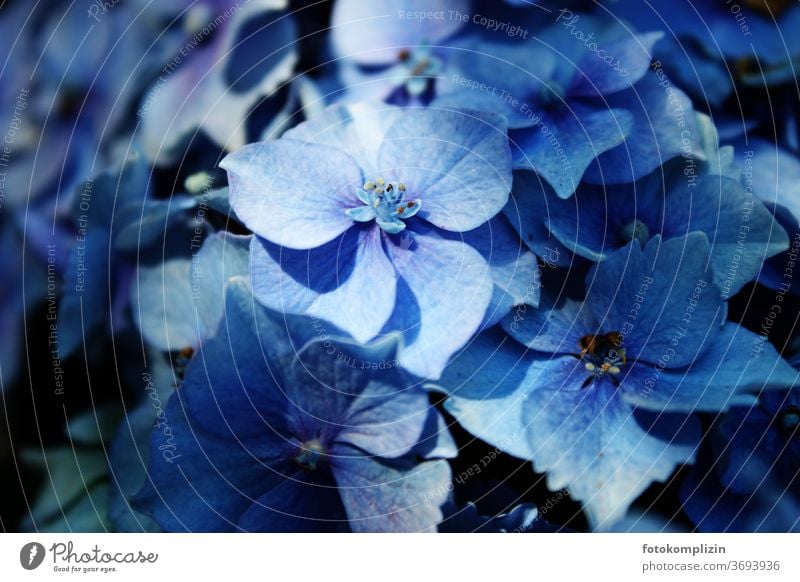 Nahaufnahme einer blauen Hortensienblüte Hydrangea Blüte Gartenpflanzen Blütenblatt Blühend Blume Makroaufnahme Detailaufnahme Pflanze Schwache Tiefenschärfe