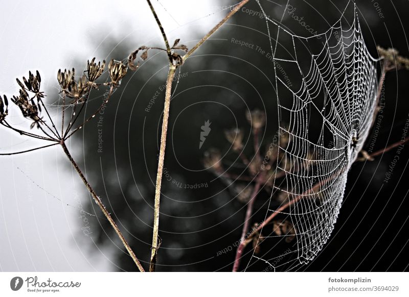 weißes Spinnennetz an vertrocknetem Halm herbst Tau Netz Herbst trist düster Regentag