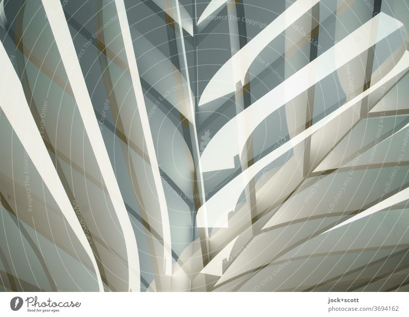 Art von Palme Palmenmuster Strukturen und Formen fächerförmig Muster Design Reaktionen u. Effekte Doppelbelichtung modern abstrakt Stil Lichtspiel Lamelle