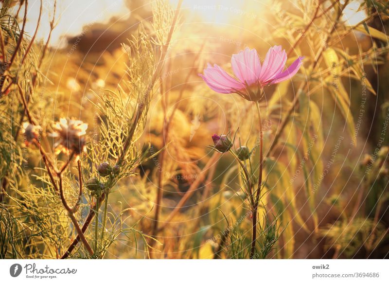 Blumen im Licht Umwelt Natur Pflanze Sonnenlicht Außenaufnahme Schmuckkörbchen Menschenleer Farbfoto Blühend Idylle Blüte Schönes Wetter Sommer