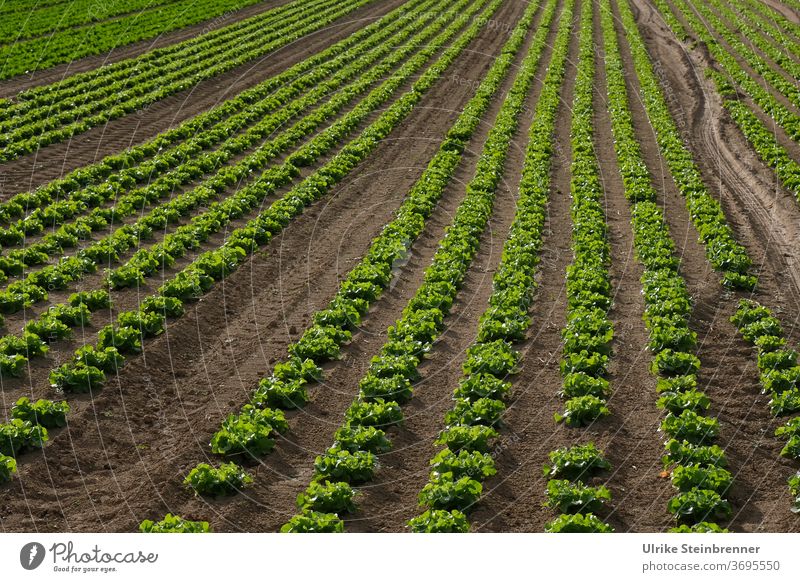 Acker mit langen Reihen von Schnittsalat Salat Lollo bionda Lollo bianco Lollo grün gerade Linien Ackerfurchen Anbau Ackerbau Feld Landwirtschaft Rosetten