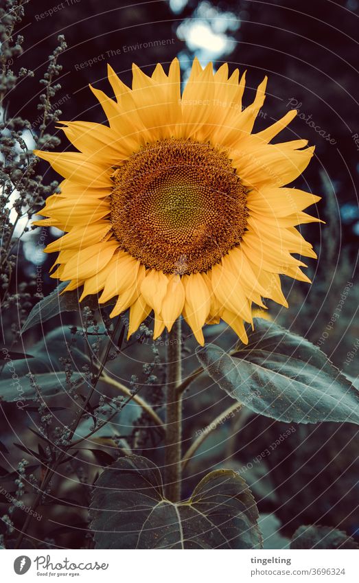 Sonnenblume frontal sonnenblume natur pflanze flora blüte blütenblätter rund gelb grün stimmngsvoll düster abend abendlicht dunkelgrün