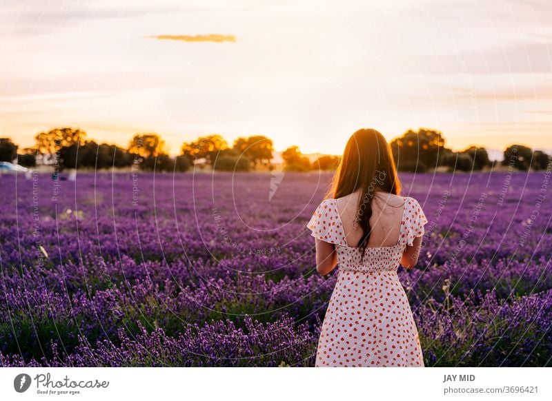 Eine Frau in einem Kleid geht bei Sonnenuntergang durch ein Feld mit blühenden Lavendeln. Während der Sommerferien schön Natur Blume natürlich laufen Freiheit