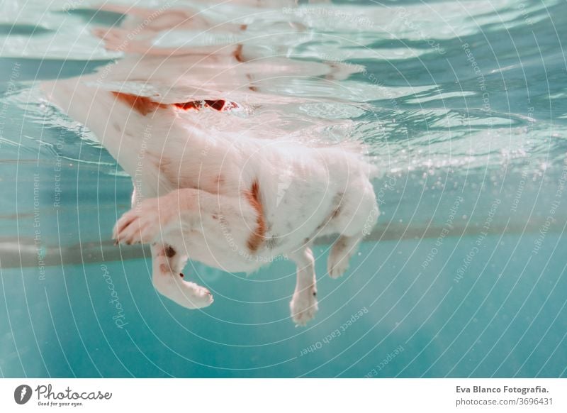 Unterwasseransicht eines im Pool schwimmenden Hundes, Spaß und Lifestyle im Sommer unter Wasser Schwimmsport Haustier jack russell Schwimmbad Fitness Familie