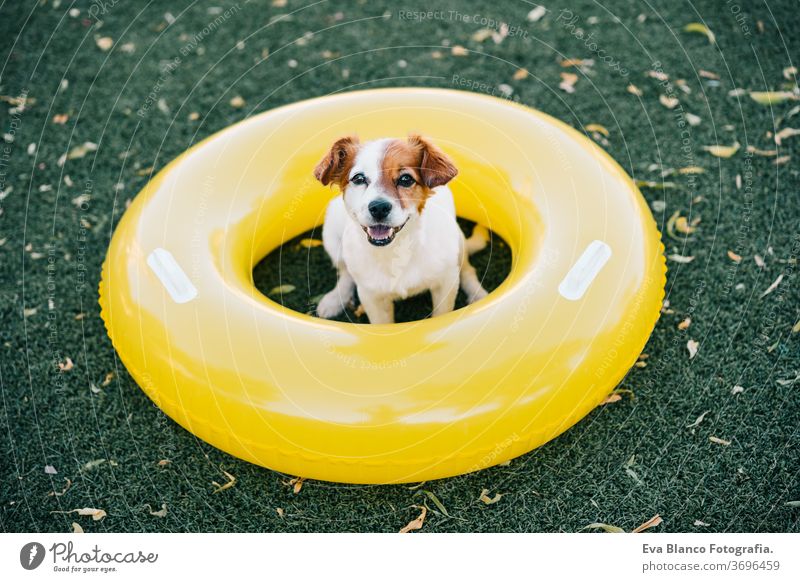 Porträt eines süßen Jack-Russell-Hundes, der im Freien lächelnd auf dem Rasen sitzt, Sommerzeit gelb Donuts Gras aufblasbar jack russell Lächeln Warten