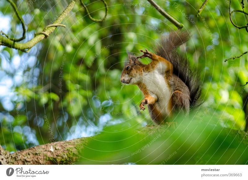 Eichhorn zeigt Vogel Tier Wildtier Fell Krallen Pfote Eichhörnchen 1 Coolness kuschlig lustig natürlich niedlich braun grün Tierliebe Bewegung Freiheit Idylle