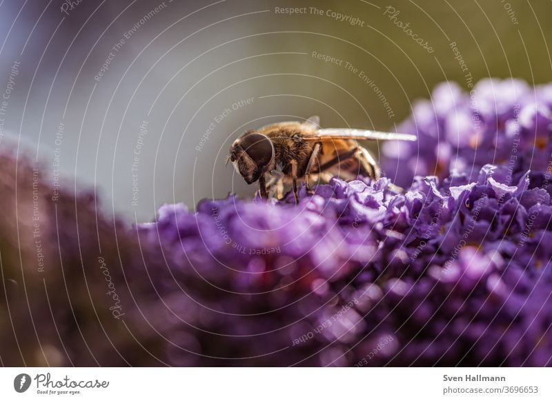 Schwebefliege sitzt auf Lavendel Natur Makroaufnahme Nahaufnahme Pflanze Tier Fliege Insekt Blume Farbfoto Außenaufnahme Tag Blüte Blühend Tiergesicht