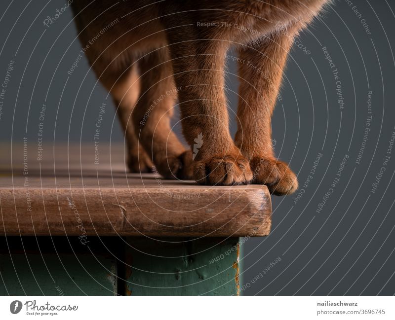 Samtpfoten Pfoten Katze Beine Fell rot braun Körperteile Tisch stehen stehend niedlich Hauskatze Tier Studiobeleuchtung Studioaufnahme rothaarig Abessinier