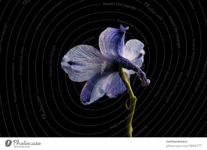 Delphinium Blume Pflanze schwarz schwarzer hintergrund blau Natur Schnittblume Studioaufnahme Studiobeleuchtung studiolicht blaue Blumen Lifestyle