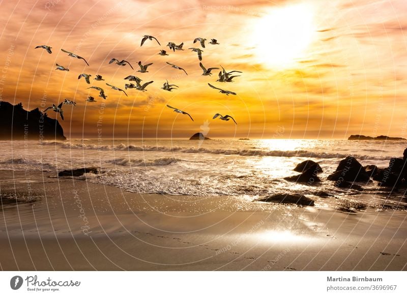 Sonnenuntergangsstimmung am Pazifischen Ozean in Kalifornien mit einem Möwenschwarm Tourismus reisen Natur Meer südländisch farbenfroh Strand Vögel Schwarm
