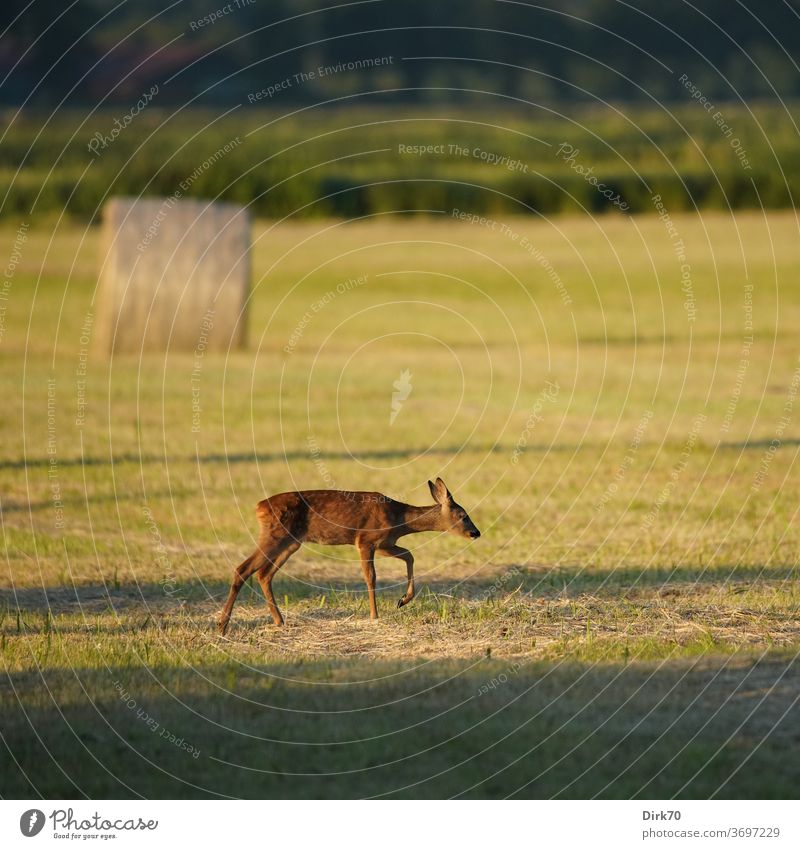 Rehkitz auf der frisch gemähten Wiese Tier Wildtier Außenaufnahme Farbfoto Natur Tag Tierporträt Tierjunges Menschenleer Umwelt Schwache Tiefenschärfe Bambi