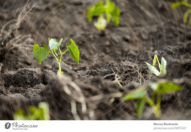 Nahaufnahme von neu gepflanzten Bohnensämlingen, selektiver Fokus. Natur Wachstum Keimling Gartenarbeit grün Blatt Boden Landwirtschaft wachsen Ackerbau