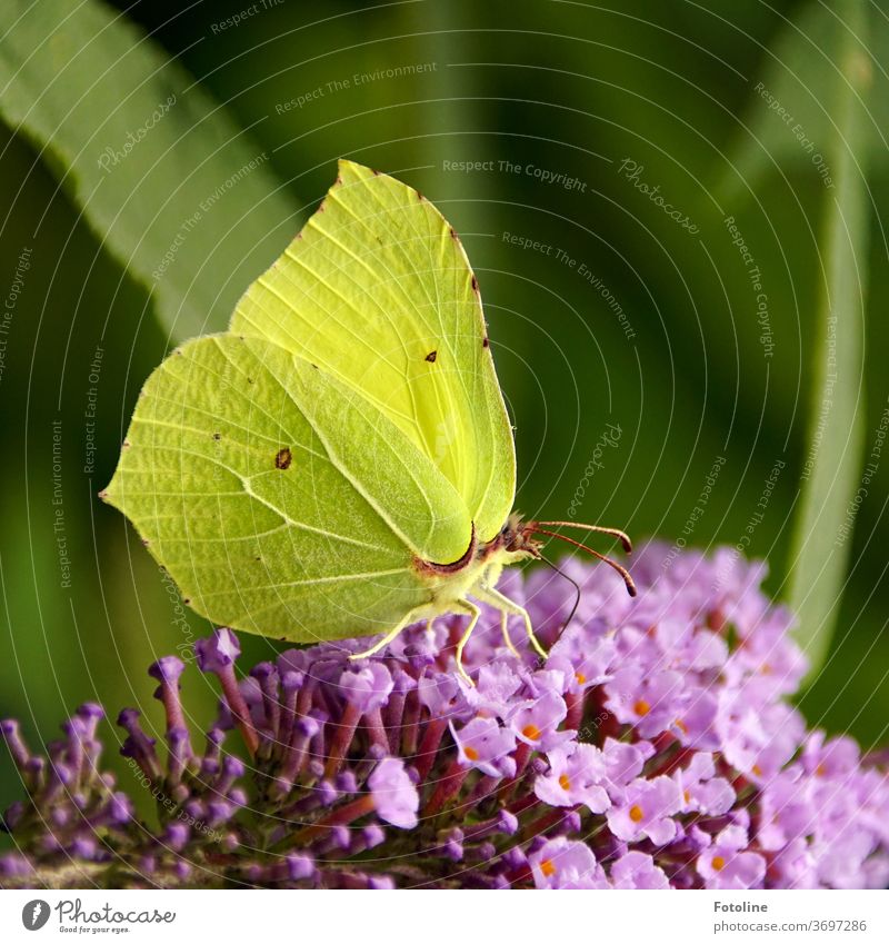 Wunderwerk Natur - oder ein wunderschöner Zitronenfalter nascht an einem Schmetterlingsflieder Insekt Flügel Tier Fühler Makroaufnahme Nahaufnahme 1 Farbfoto