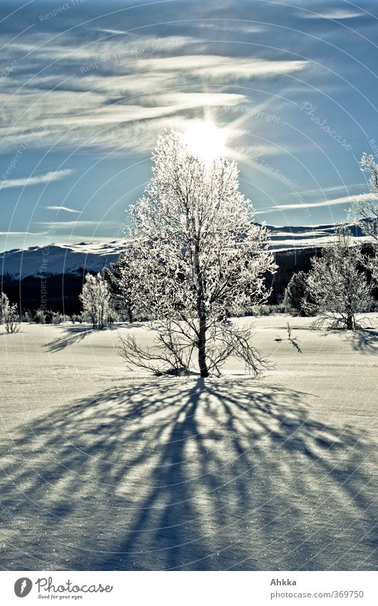 Gegenlichtporträt eines vereisten Baumes der einen großen Schatten wirft und vor einem verschneiten Bergpanorama strahlt Natur Landschaft Sonne Sonnenlicht