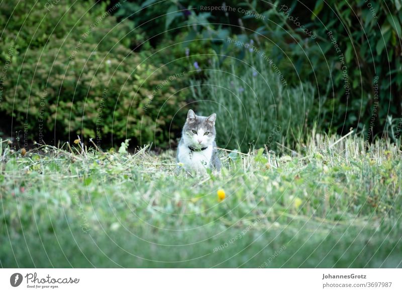 Hauskatze mit Halsbändchen sitzt auf einer frisch gemähten Blumenwiese und schaut in die Kamera Garten Katze Tier Wiese Natur süß niedlich Haustier Halsband