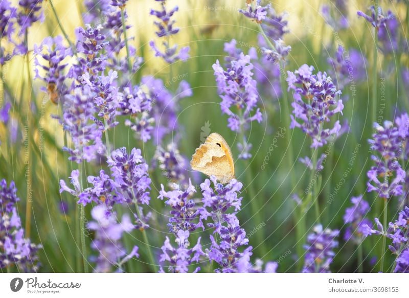 Stippvisite | Schmetterling auf Lavendel Lavendelblüten Falter grün gelb orange violett lila Lila Blume Sommer sommerlich zart leicht Leichtigkeit schön Blüten
