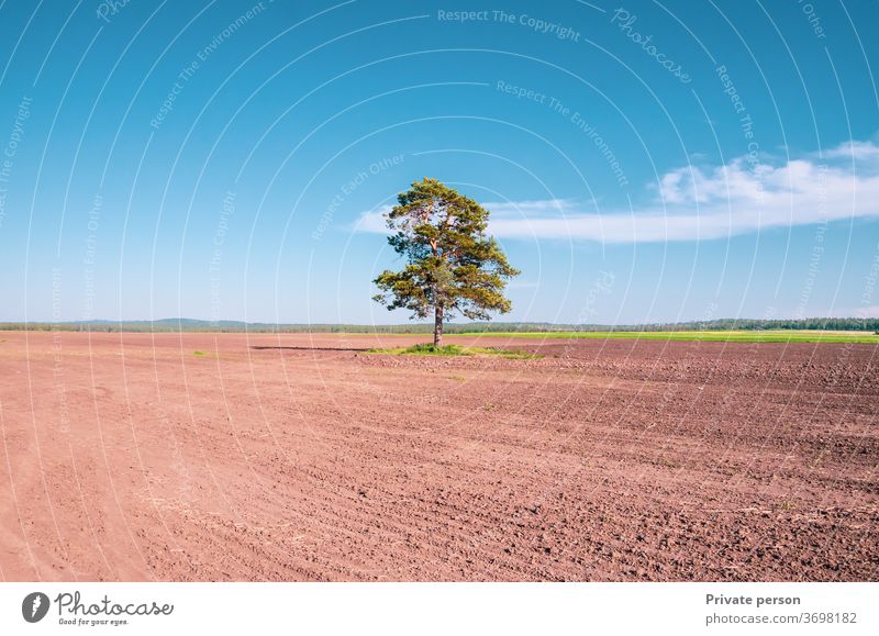 einsamer Baum in einem Feld am blauen Himmel Horizont Natur Wiese Sommer Landschaft Eiche Umwelt Frühling Saison Wetter Boden Sonne übersichtlich Ackerbau