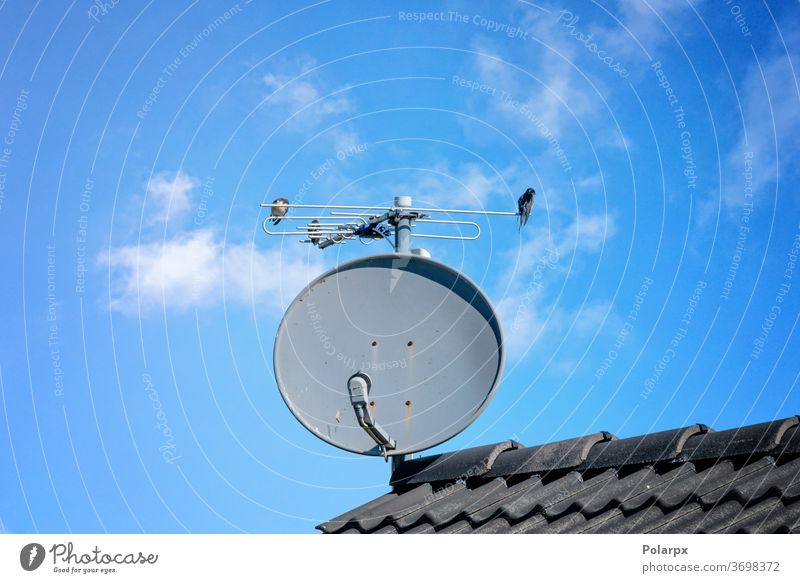 Vögel auf einer Satellitenschüssel auf einem Dach Internet Drahtlos Speise Gerät digital Mitteilung parabolisch Gebäude heimwärts Technik & Technologie Netzwerk