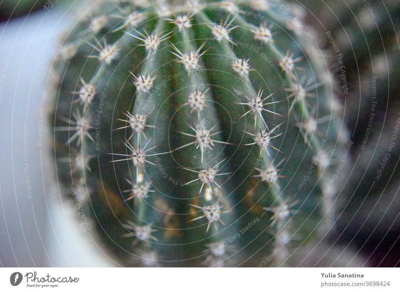 selektiver Fokus auf der Oberfläche des Kaktus Natur Pflanze grün Hintergrund Blume Wachstum Nahaufnahme Sommer natürlich schön Flora Ackerbau Garten frisch