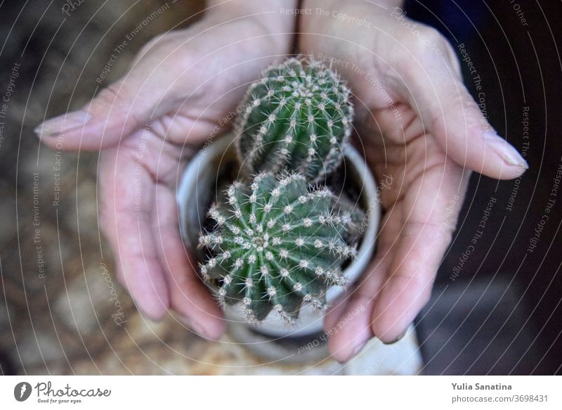 selektiver Fokus auf den Kaktus, umgeben von den Händen des Mannes Schutz Hand Sicherheit Pflege grün Pflanze Garten Bepflanzung Topf weiß heimwärts Haut