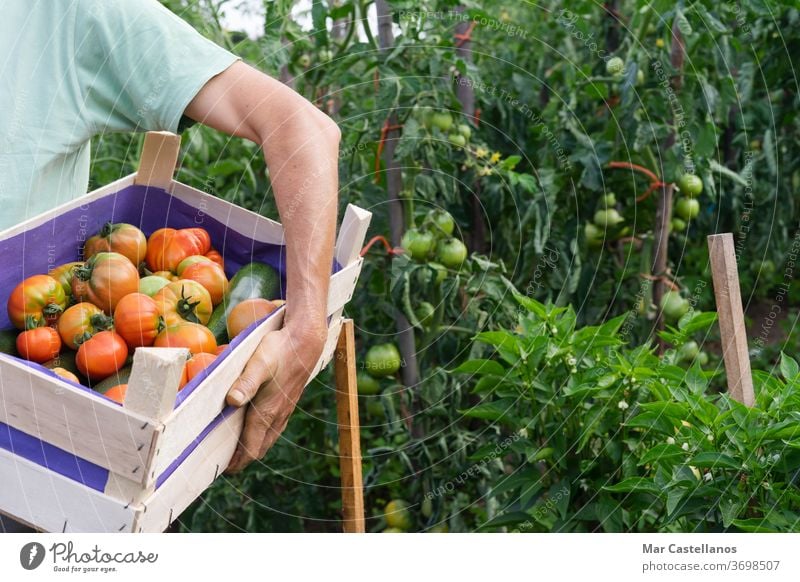 Mann mit Tomatenkiste im Garten. Gemüse Ackerbau Person Kasten Lebensmittel Gartenarbeit Bauernhof organisch Landwirt Ernte Ernten grün Natur rot Landwirtschaft