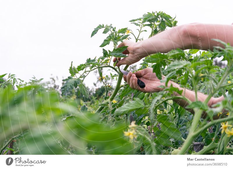 Mann beschneidet Tomatenpflanze. Person Gemüse Pflanze Gartenarbeit Ackerbau Natur Sommer Gewächshaus Arbeit Beschneidung grün Erwachsener Bauernhof Lifestyle