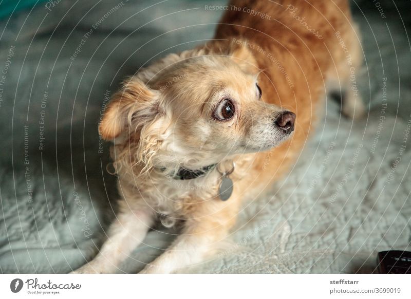 Blonder Chihuahua-Hund mit lustig überraschtem Gesichtsausdruck Überraschung alarmiert chihuahua Bett Haustier Eckzahn Hündin Langhaariger Hund Tier niedlich
