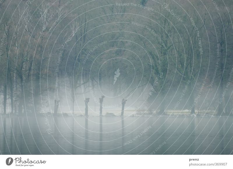 mystisch Umwelt Natur Winter Seeufer blau grau Nebel Nebelschleier Baum Dunst Farbfoto Außenaufnahme Menschenleer Textfreiraum unten Tag Zentralperspektive
